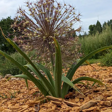 Couette-café La Grange Symphorine, D'hôtes De Charme Située Entre La Vallée De La Dordogne Et La Vallée De La Vézère 3*