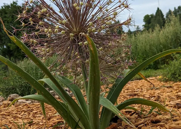 Bed & Breakfast La Grange Symphorine, D'hôtes De Charme Située Entre La Vallée De La Dordogne Et La Vallée De La Vézère 3*